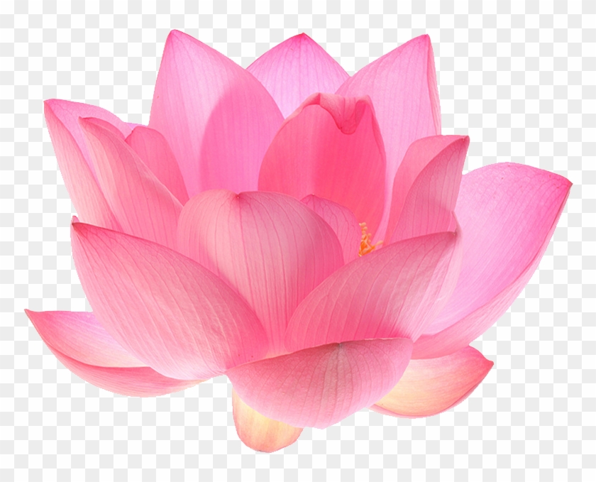 Lotusflower - Lotus Flower Transparent Background #358895