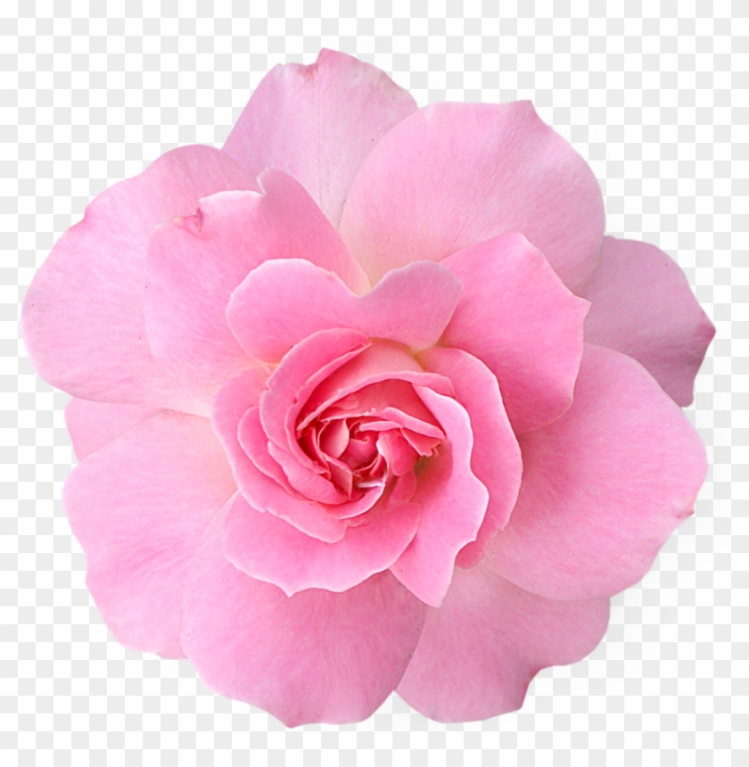 Pink Flower Clipart Real - Pink Flower Transparent Png #358909