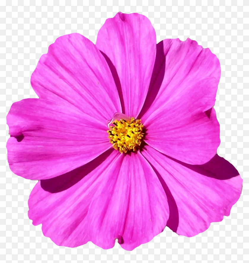 This Free Icons Png Design Of Flower 83 - Cosmos Flower Png #359003
