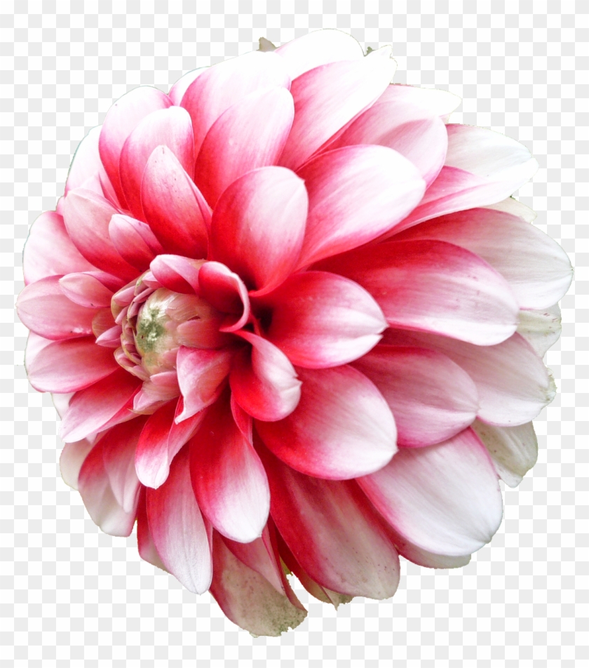 Dahlia Png Picture - Dahlia #359022