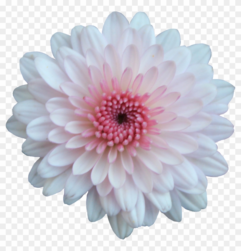 Pink And White Mum By Thy Darkest Hour - Pink And White Flower Png #359024