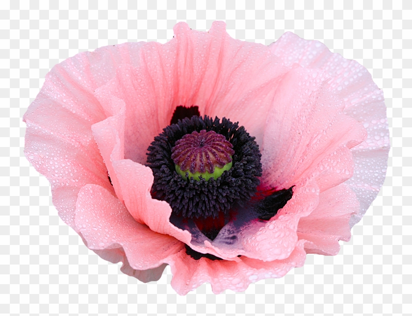 Coral Reef Poppy Flower - Poppy Flower Transparent Background #359027