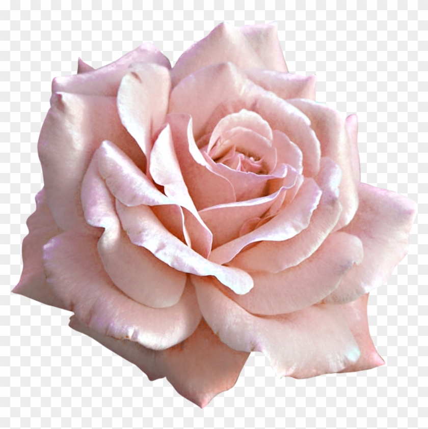 Large Light Pink Rose Png Clipart - Pink Roses Png #359034