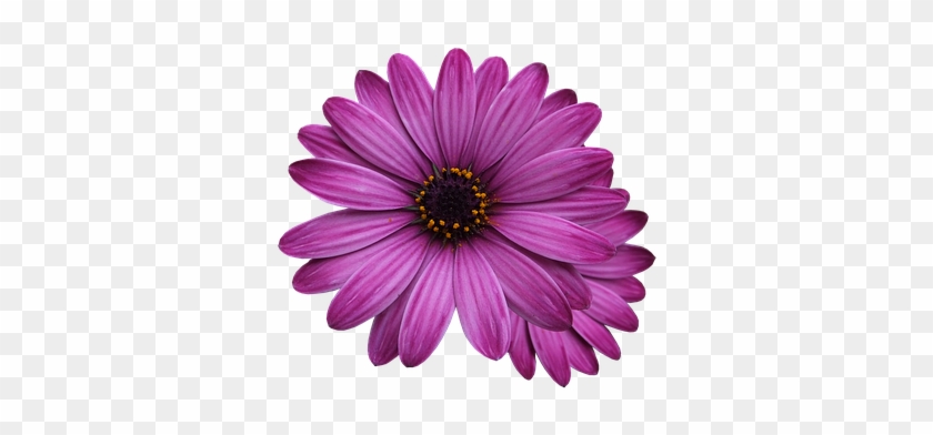 Flower Marigolds, Purple Flower, Flowers Png - Single Flower Transparent Background #359035