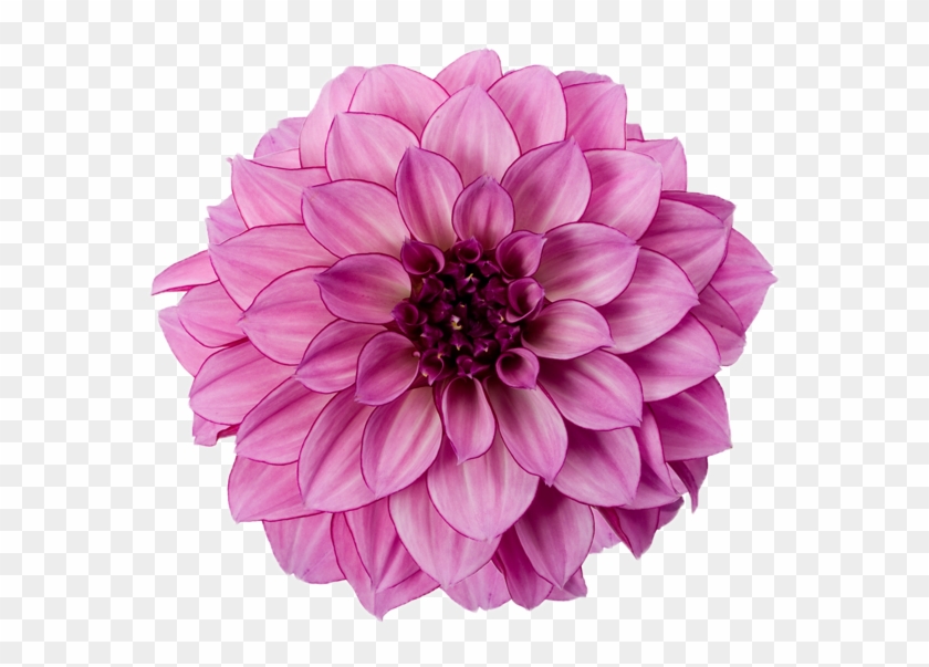 Dahlia Free Download Png - Dahlia Png #359095