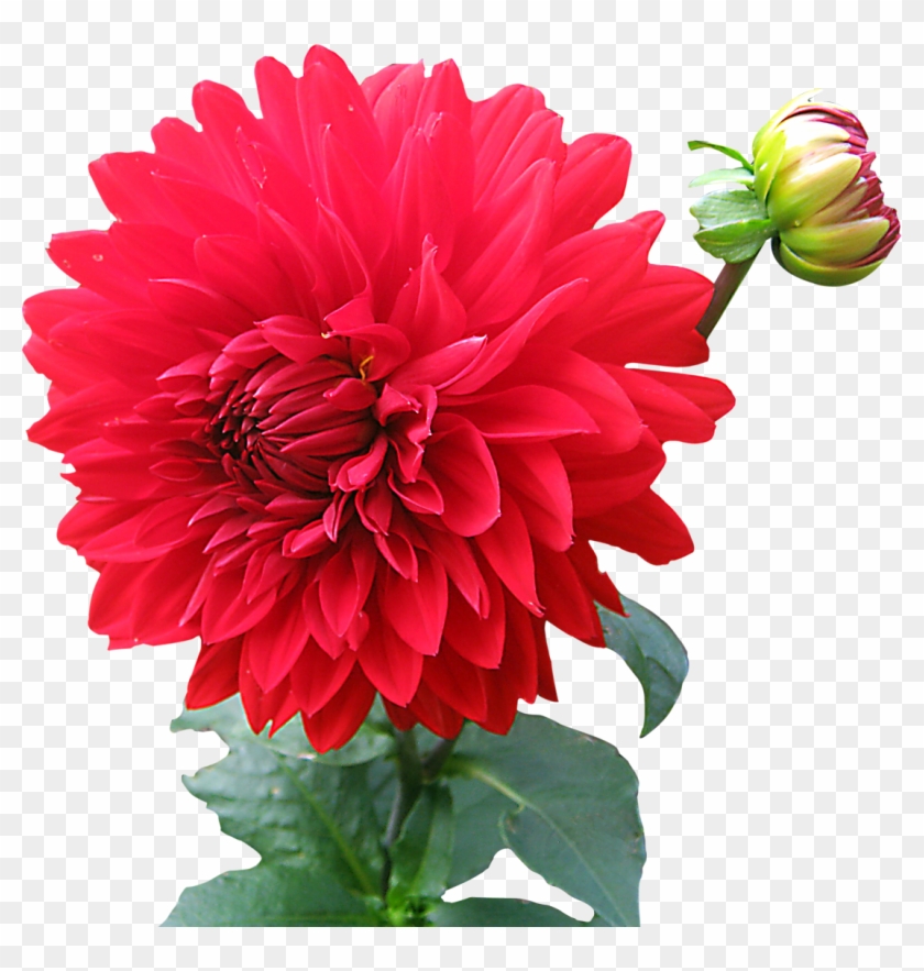 Dahlia Flower Png Image Pink Png Images - Dahlia Png #359098