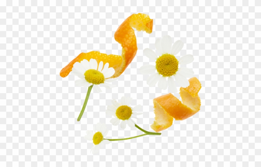 Orange Peels, Chamomile Flowers, Rosehips Peels, Lemongrass, - Chamomile #359608