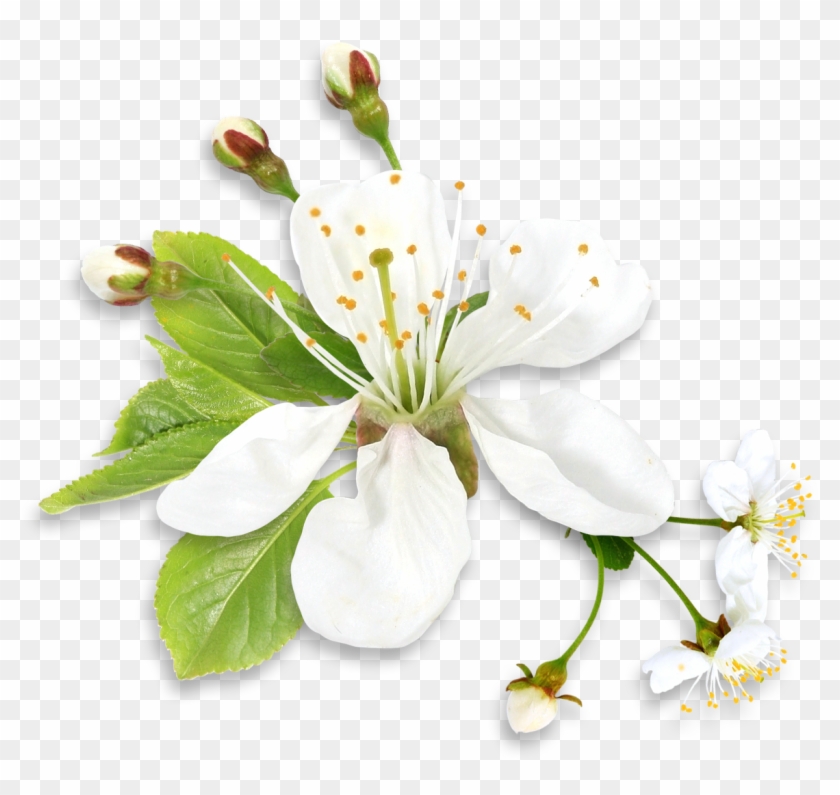 0, - Spring White Flower Png #359723