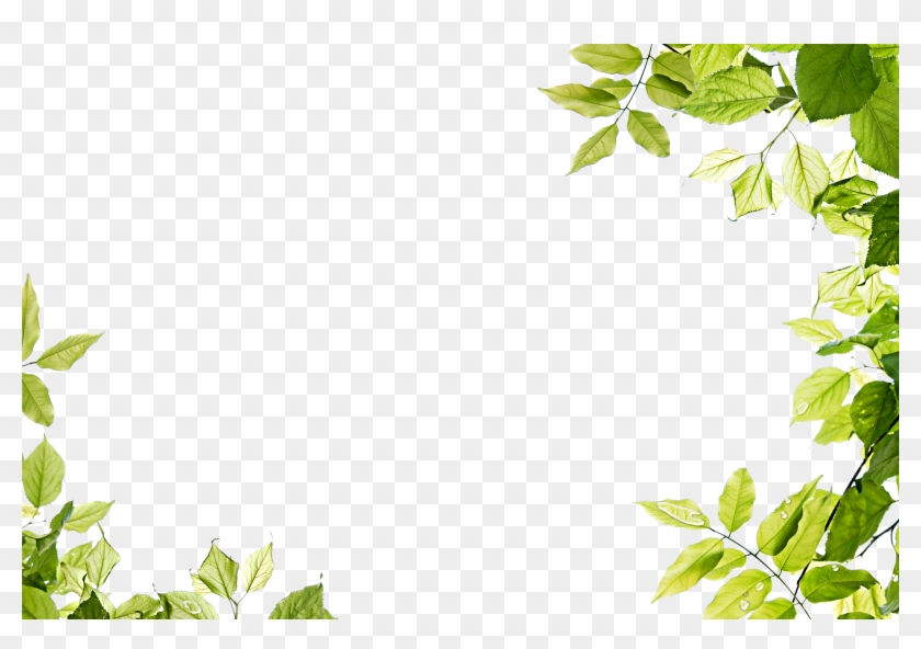 Leaf Frame Transparent Png - Leaf Frame #360086