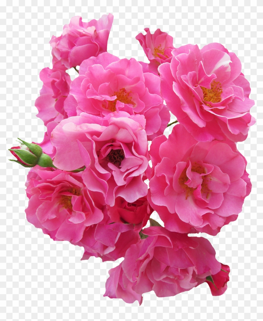 Bunch Pink Rose Flower Png Image - Bunch Pink Rose Flower Png Image #360119