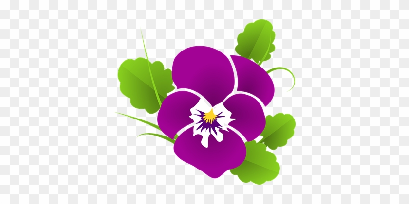 Pansy Violet Viola Violaceae Blossom Bloom - Pansy Clipart #360322