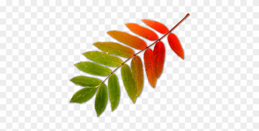 Leaf Psd Vector Graphics Vectorhq - Sorbus #360484