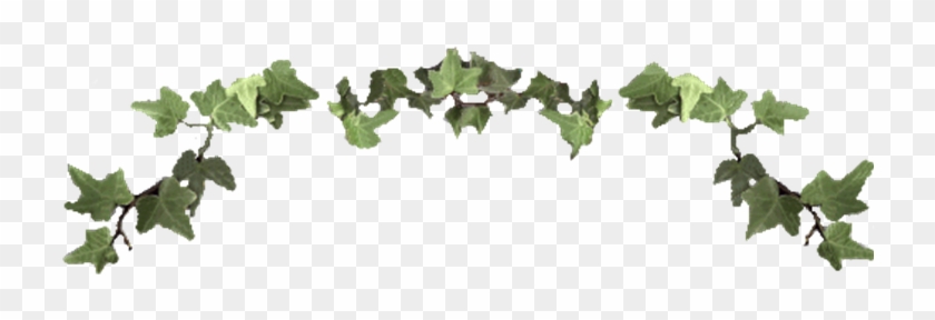 English Ivy Hedera Helix Ornamental And Medicinal Plant - Ivy Vine Clip Art #360587