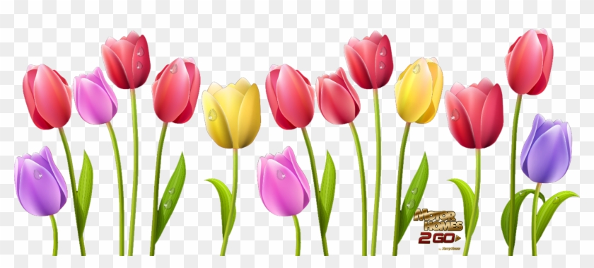 Tulip Flower Free Png Transparent Images Free Clipart - Free Clip Art Tulips #360610