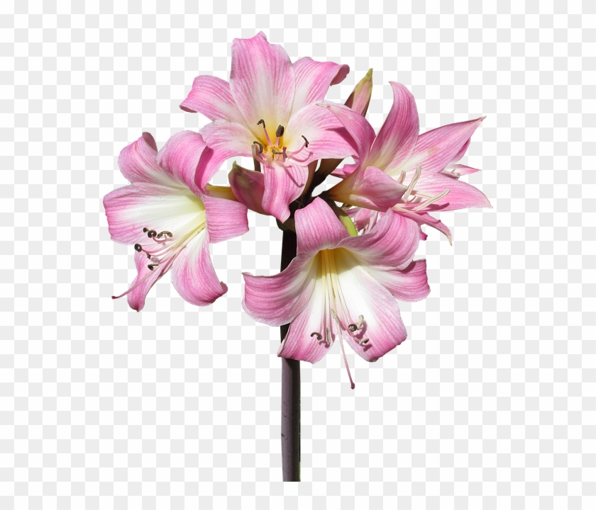 Belladonna, Lily, Flower, Summer, Bloom - Belladonna Lily Png #360675