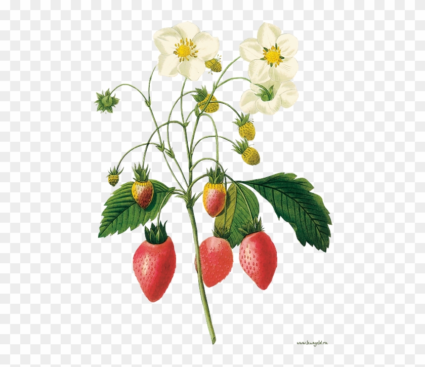Flower Illustration By Pierre-joseph Redoute - Strawberry Botanical Illustration #360681