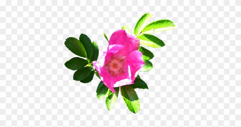 Flower Of Dog Rose - Rosa Nutkana #360689