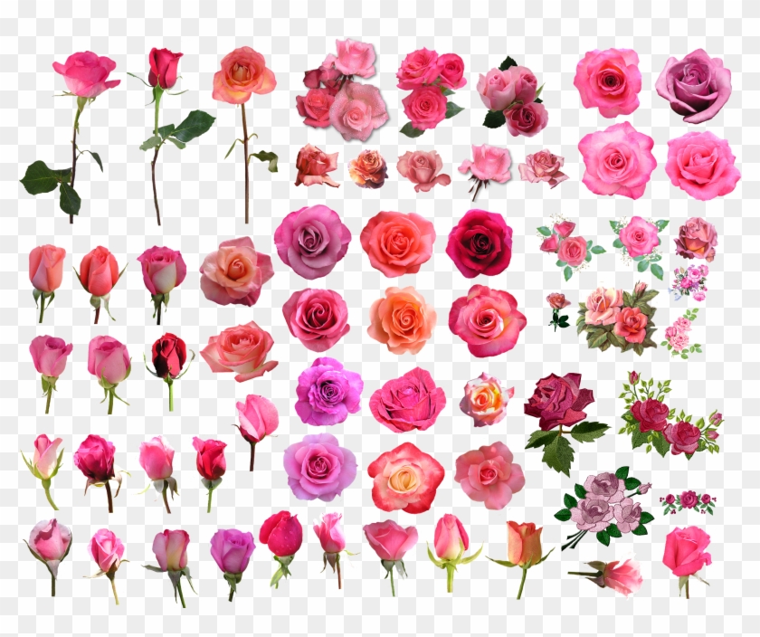 Garden Roses Flower Pink Clip Art - Garden Roses Flower Pink Clip Art #361480