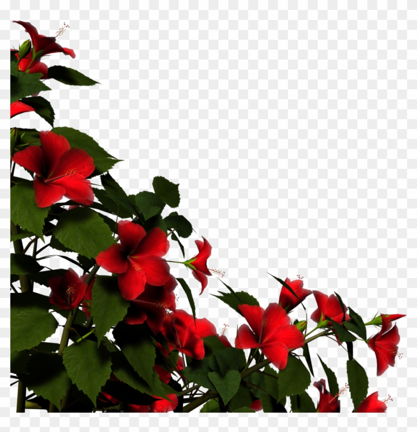 Hibiscus Border By Brokenwing3dstock Hibiscus Border - Hibiscus Plant Png #360748