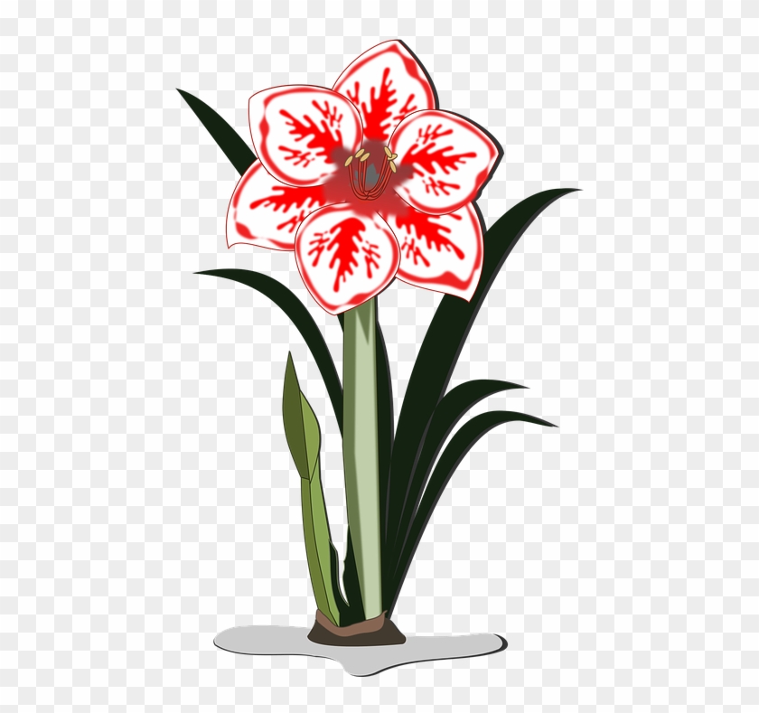Free Vector Graphic - Amaryllis Clipart #361843