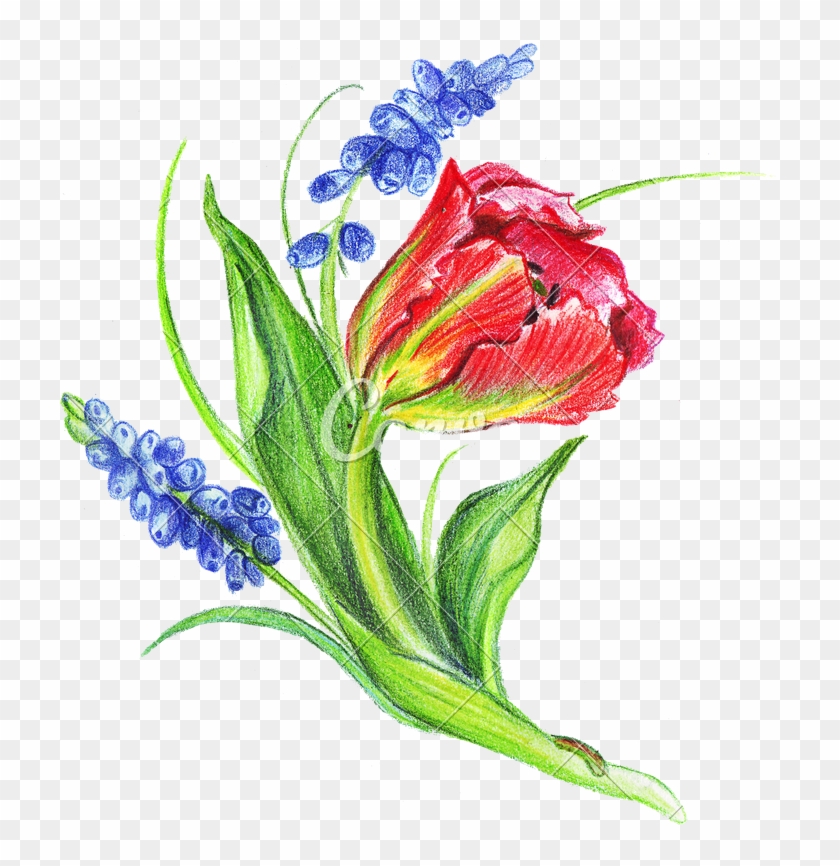 Hand Drawing Of Colored Bunches Of Flowers - Tulip #362337