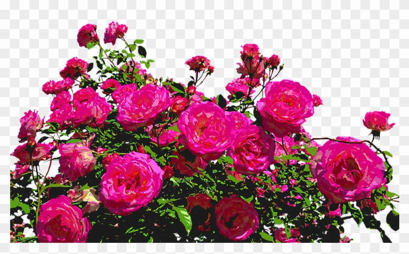 Roses, Nature, Drawing, Flower, Rose Blooms, Blossom - Jardim De Flores Png #362406