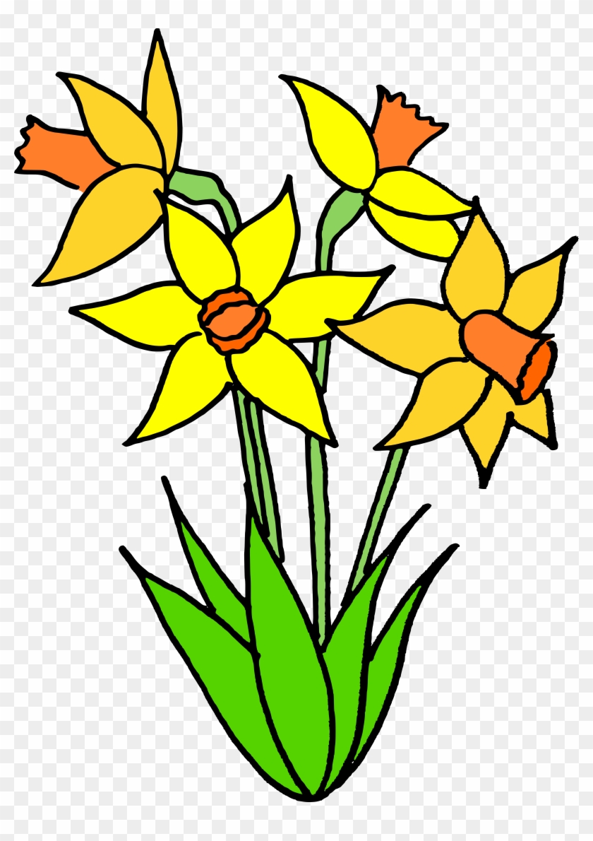 Daffodils - Daffodils #362834