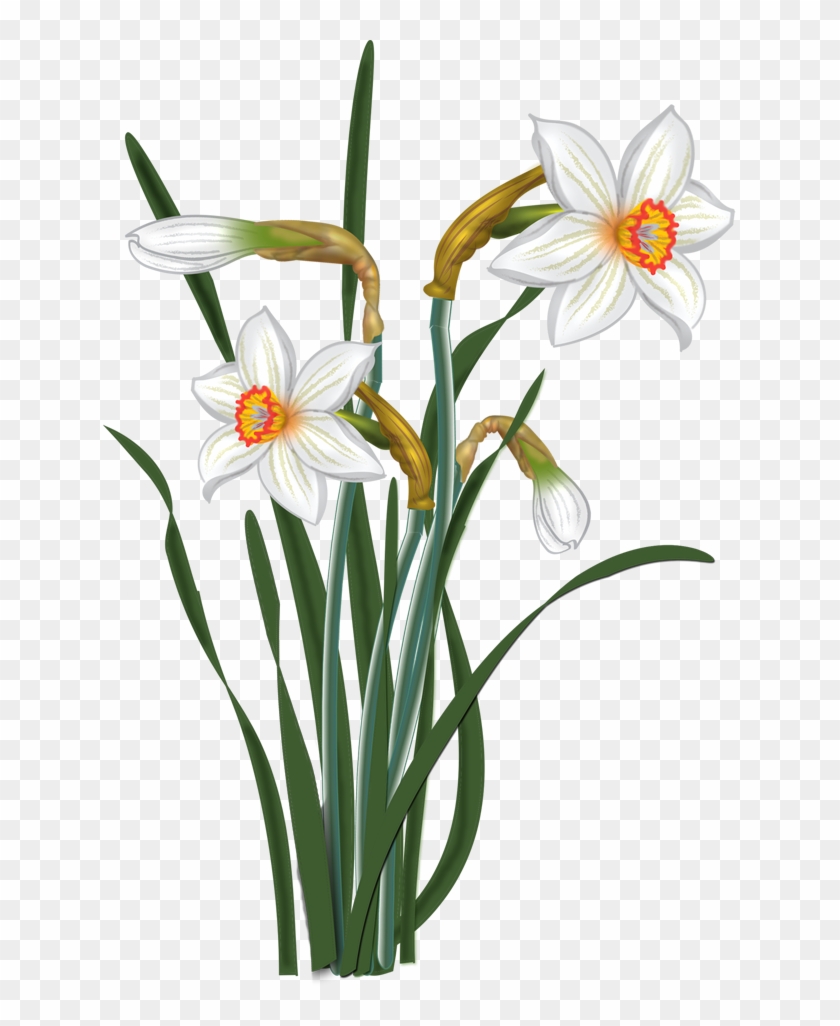 Spring Time - Narcissi Clipart #362842