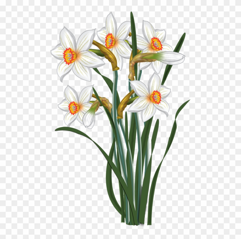Flowers - Vector Narcissus - Narcissus Flower Clip Art #362848