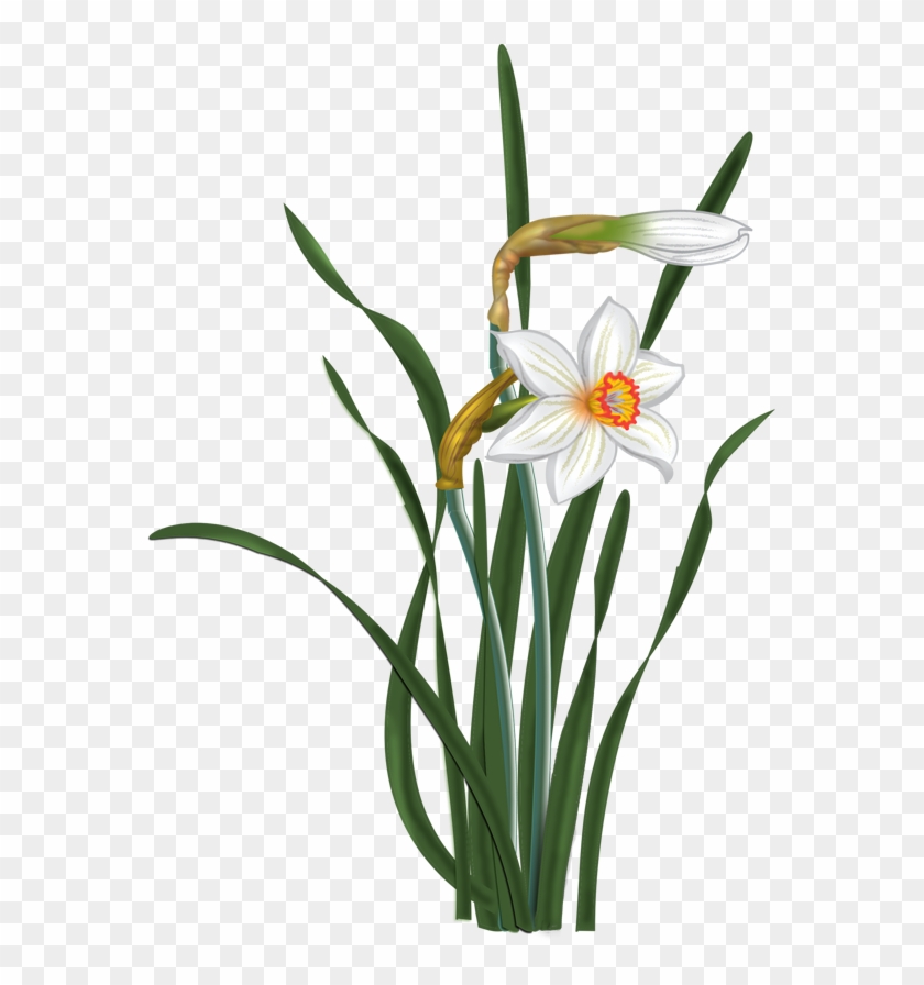 Narcissus Flower Clip Art #362909