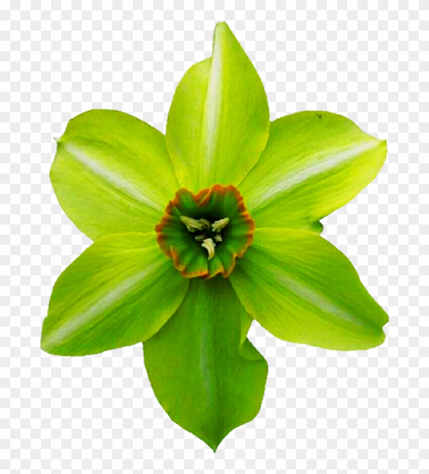 Green Daffodil By Jeanicebartzen27 - Lily #362961
