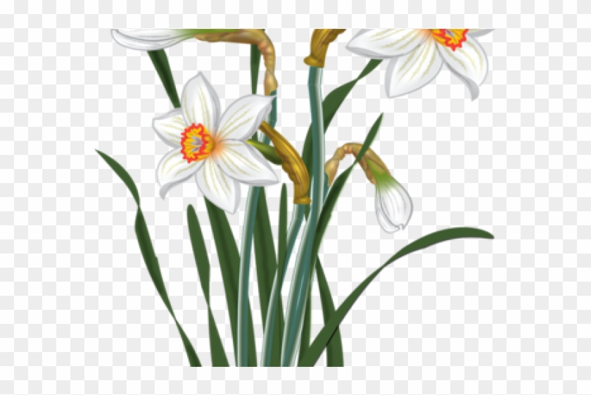 Daffodils Clipart Spring Bloom - Narcissus Png #362965