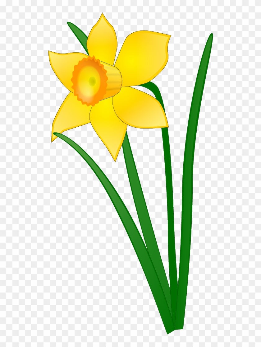 How To Play - Daffodi #363016