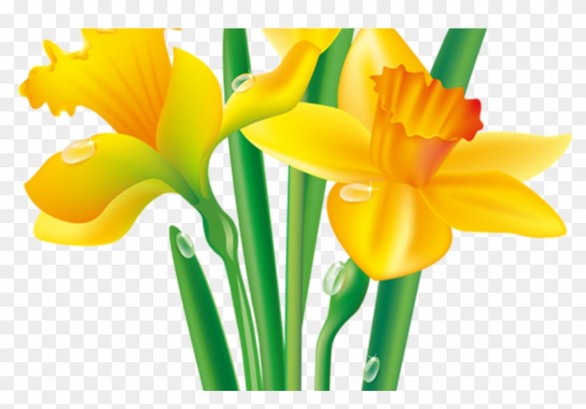 0 104214 E0ec36da Origpng Flowers, Clip Art And Daffodils - Flower Drawing Clip Art #363020
