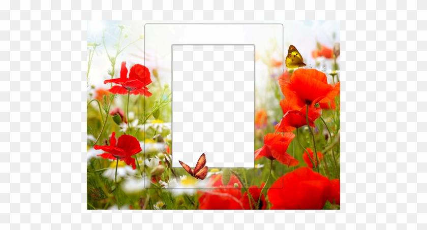 Frame With Poppies - Canvas Wall Art Prints Red Flowers And White Daisies #364095