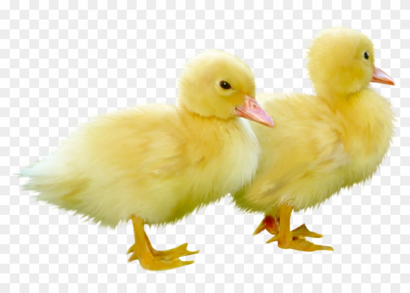 Duck Clipart Little Duck - Yellow Duckling #364144
