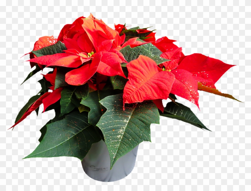 Poinsettia Plants Pictures 6, Buy Clip Art - Poinsettia Transparent Background #364170