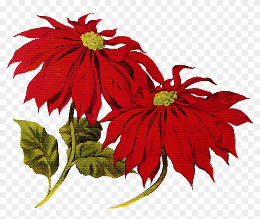 Poinsettia Cliparts - Christmas Vintage Clip Art #364179