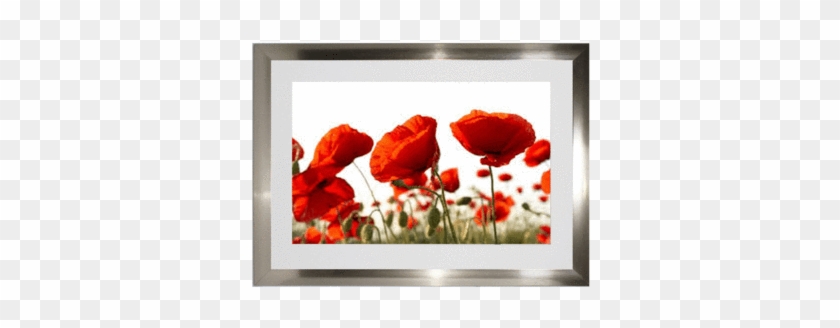 Romanza Cuadro Con Poliestireno Y Cristal - Platin Art Peel N'stick Prints Wall Decals, Poppy Field #364381