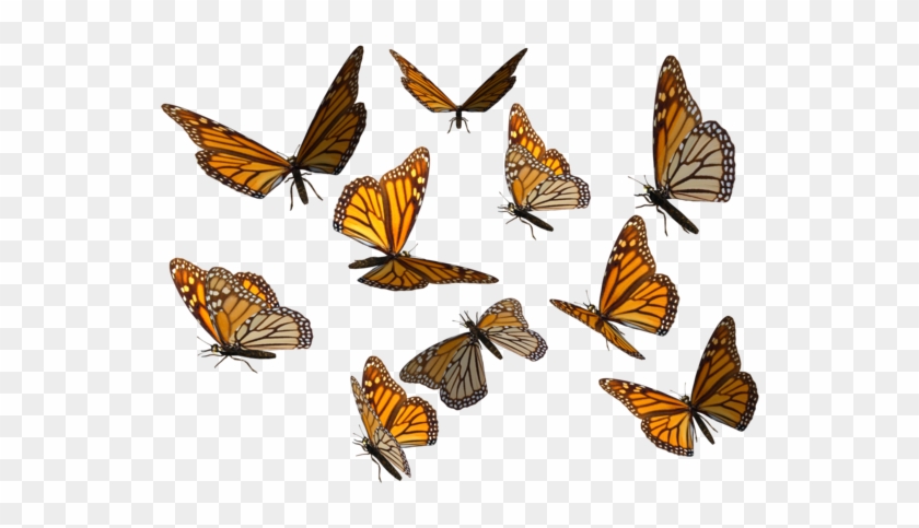 Monarch Butterfly Clipart Png - 14k Yellow Gold Monarch Butterfly Heart Locket 3/4 #364430