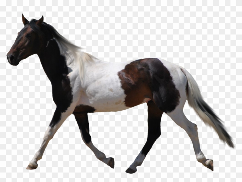 Horse Racing Clipart - Horse With Transparent Background #364825