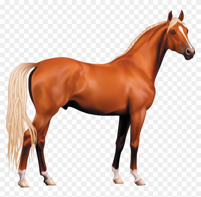 Morgan Horse Pony Stallion Clip Art - Morgan Horse Pony Stallion Clip Art #365113