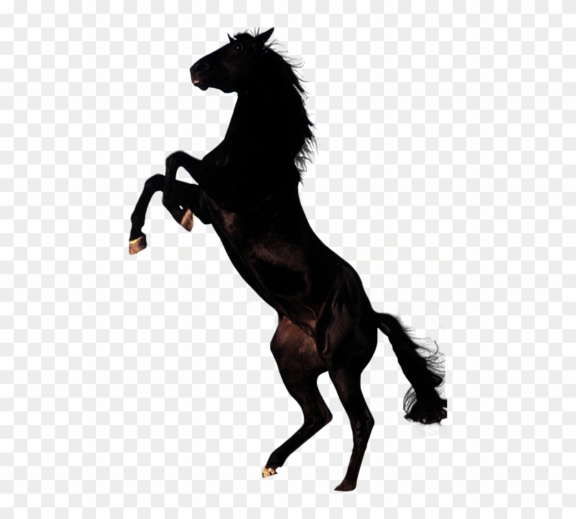 Download - Horse Png #365245