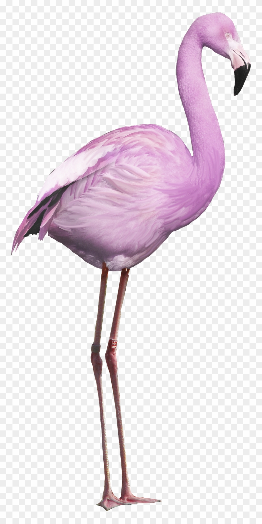 Recursos - Greater Flamingo #365287