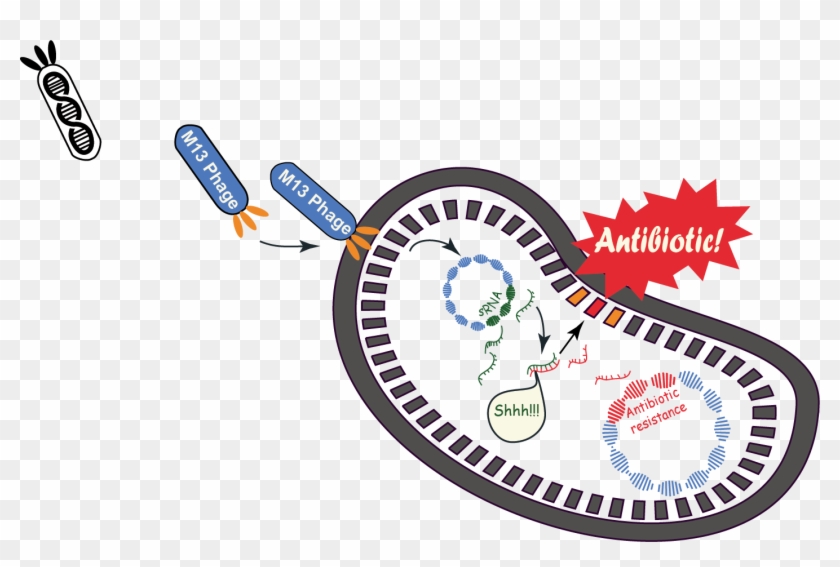 The Trojan Horse Strategy - Trojan Horse Antibiotics #365392