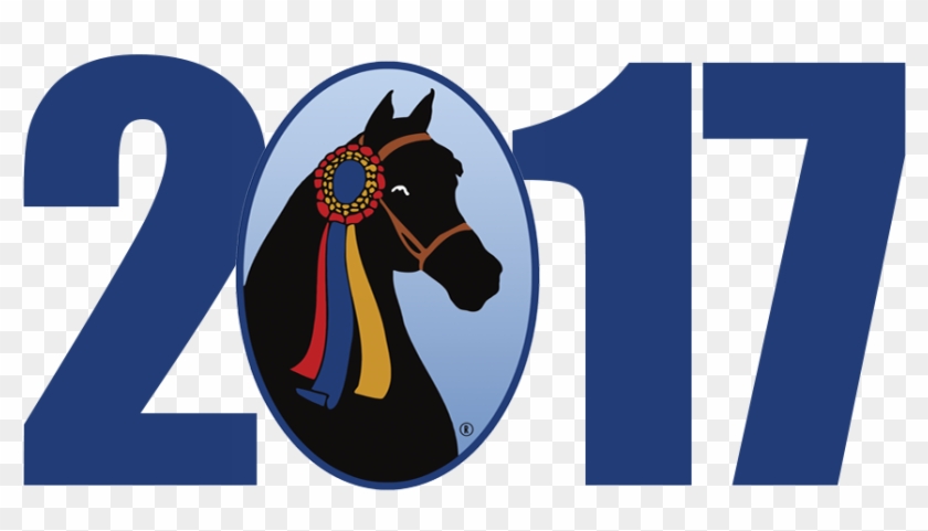2017 Grand National & World Championship Morgan Horse - Horse #365917