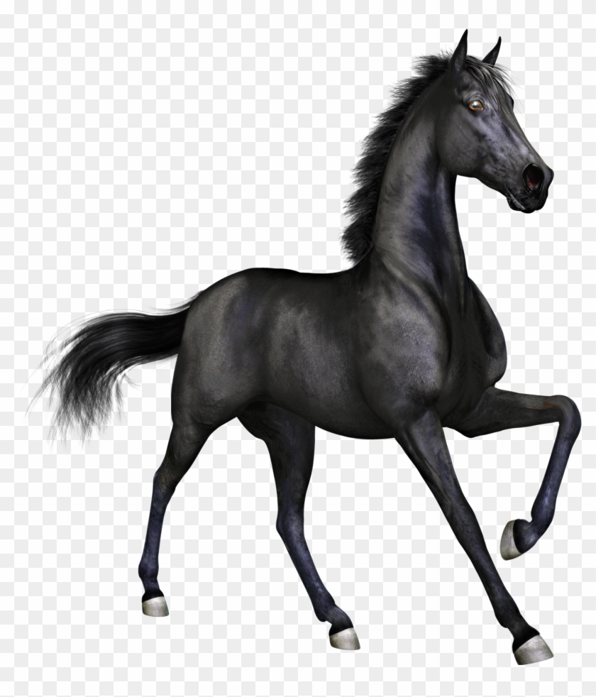 Black Horse Png #366335