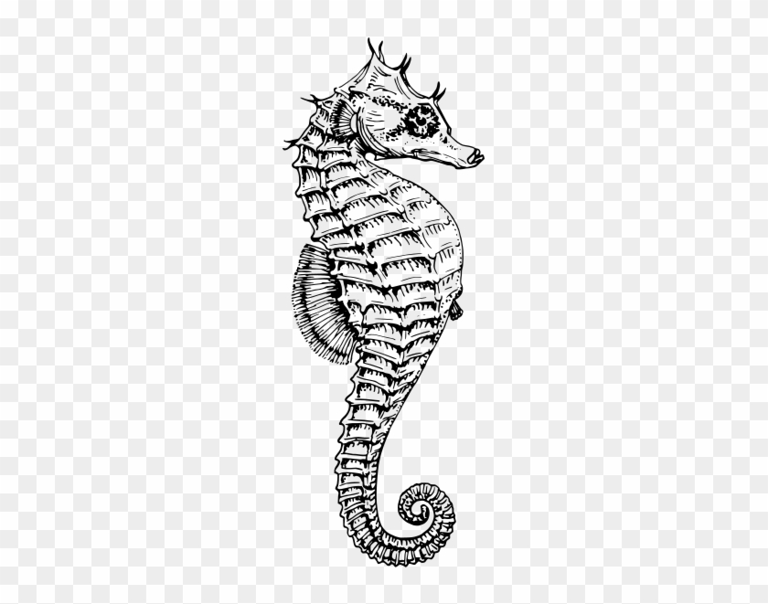 Sea Horse Png Clip Arts - Seahorse Black And White #366407