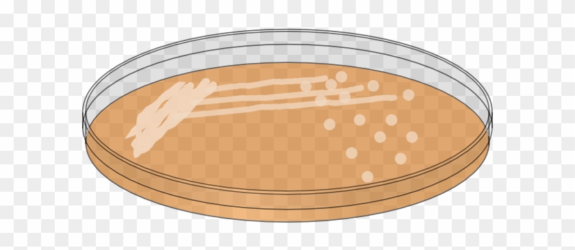 Petri Dish Bacteria Cartoon - Free Transparent PNG Clipart Images Download