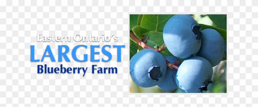 Hugli's Blueberry Ranch Is Eastern Ontario's Largest - Hugli's Blueberry Ranch, Gift Store & Play Park #367715
